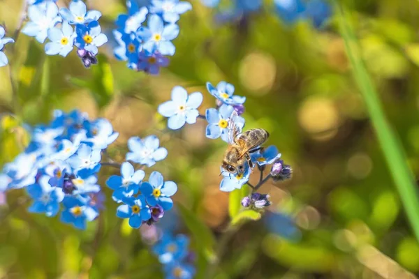 蓝色小花上的大蜜蜂 — 图库照片