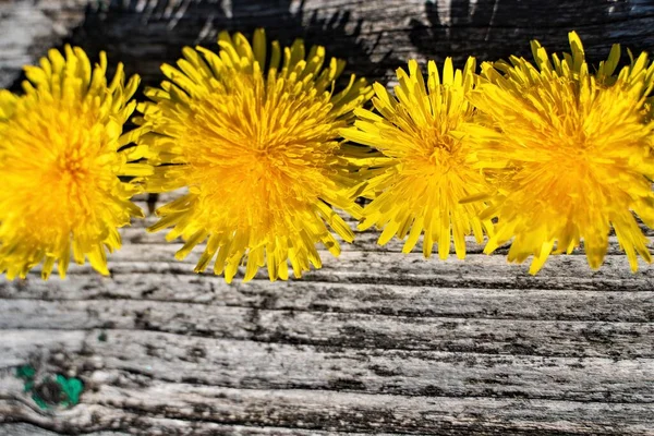 Mehrere Gelbe Blumen Auf Grauem Holzgrund — Stockfoto