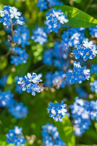 Bulanık Bir Arkaplanda Mavi Küçük Unutma Beni Çiçekleri — Stok fotoğraf