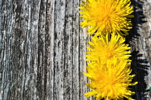 Schöner Hintergrund Mit Gelben Blumen Auf Grauem Hintergrund — Stockfoto