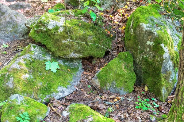 Granite stones covered with green moss in the forest.