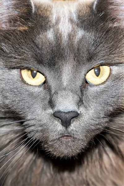 Close-up of yellow eyes of a serious looking cat.