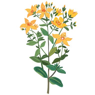 Hypericum perforatum şifalı bitki veya Perforat St John 's-Wort