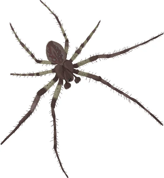 Araignée Aux Jambes Larges — Image vectorielle