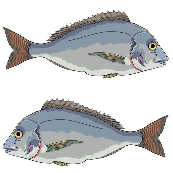 Illustration Von Doradenfischen Paarweise Untereinander — Stockvektor