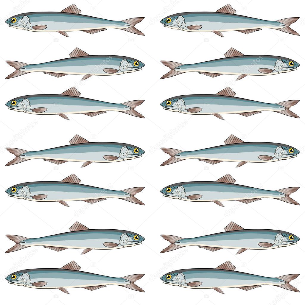 European sardines a school of fish in a row