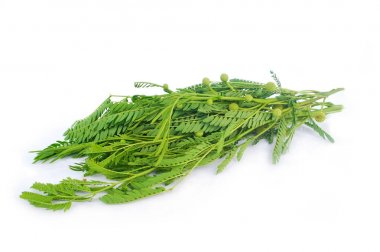 Kurşun ağaç Tay bir tarım ilaç özü.