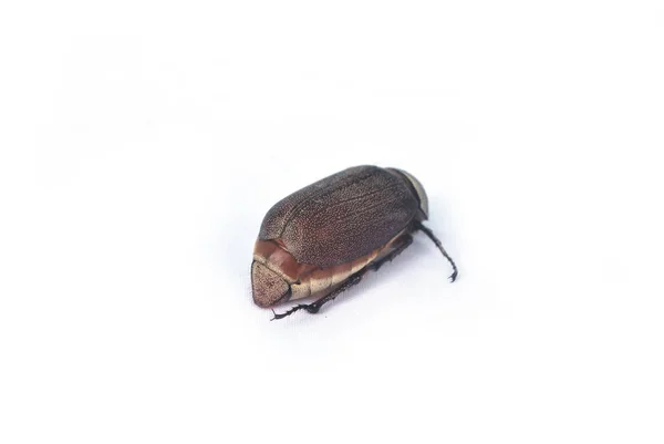 Coconut Beetle Worm White Background — Stock Photo, Image