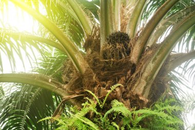 Palmiye ekimi yenilenebilir yakıt kaynağı. Palm yağı.