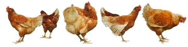 Elevage Œufs Poulet Trouvez Votre Propre Nourriture Naturelle Sur Fond — Photo