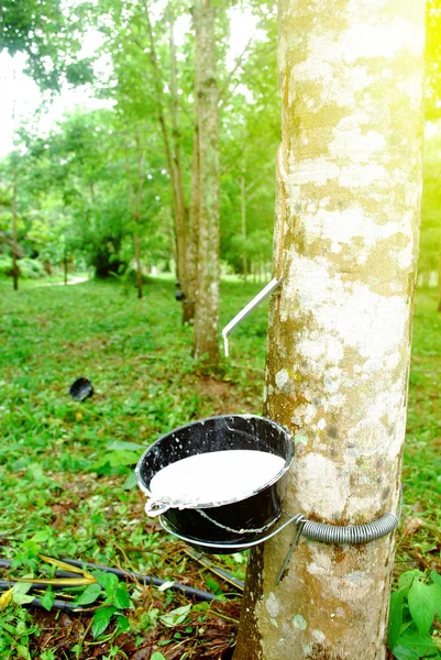 Plantacji Gumy Tajlandii Obfite Produkcja Gumy — Zdjęcie stockowe