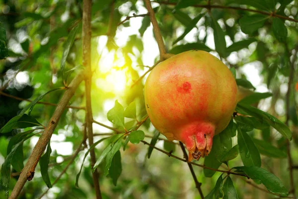 Thailändische Puddingapfel Tropische Früchte Thailand — Stockfoto