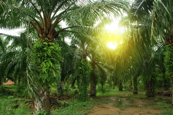 Palm plantation renewable fuel source.Palm oil.