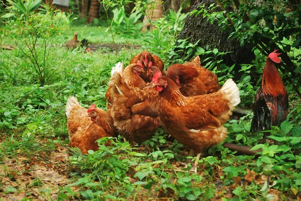 Tavuk Yumurta Islahı Kendi Doğal Gıda Bulun — Stok fotoğraf