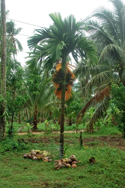 Oorsprong Van Thaise Stukken Niet Erg Hoog — Stockfoto