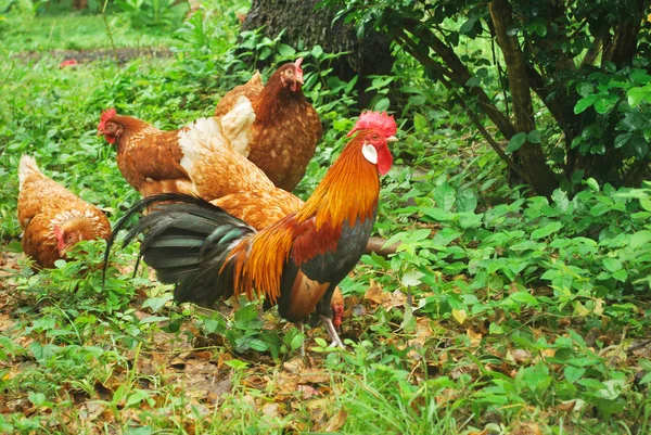 Thai Bantam Μετά Από Χρυσή Κίτρινη Γούνα — Φωτογραφία Αρχείου