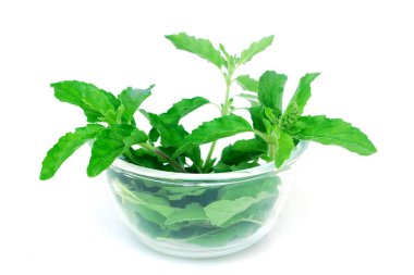 Tay fesleğen, Tay gıda maddeleri. Cam bardakta fesleğen.