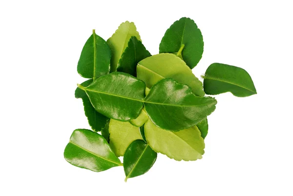 Kaffir Lime Leaves White Background Clipping Path — Stock Photo, Image