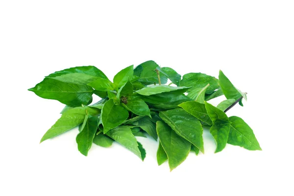 В качестве эфирного масла используются листья шиповника, тайского шиповника. — стоковое фото