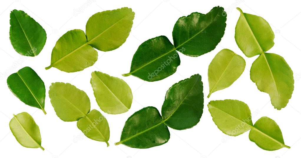 Kaffir lime leaves on white background.(with Clipping Path).