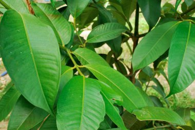 Bu türün Tay mangosten çeşitleri çok verim vermek.