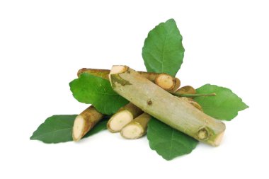 Streblus asper Lour.Has anti-bakteriyel etkisi vardır, diş ağrısı tedavi ve anti-inflamatuar etkisi vardır. Kırpma Yolu ile.