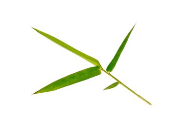 Beyaz arka planda bambu yaprakları. (Kırpma Yolu ile).
