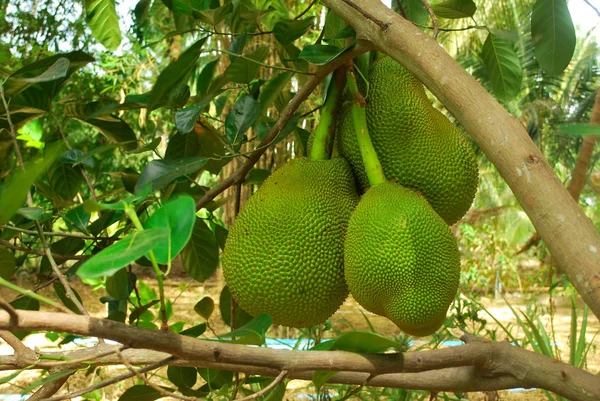 Drzewo Jackfruit Tego Gatunku Tajlandii Jest Bardzo Produktywne — Zdjęcie stockowe