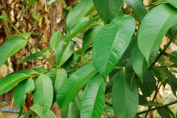Bu türün Tay mangosten çeşitleri çok verim vermek.