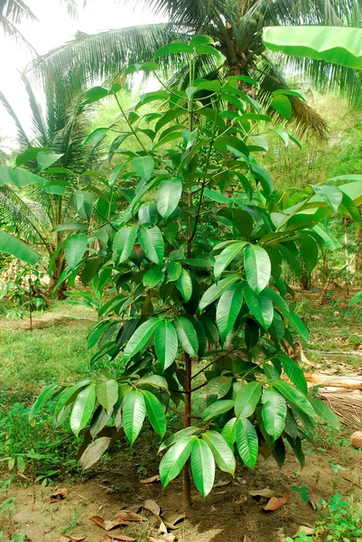 Thailändische Mangosorten Dieser Art Bringen Viel Ertrag — Stockfoto