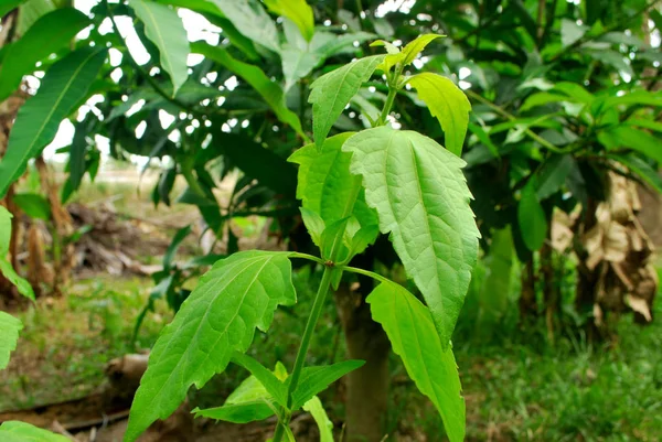 Los Extractos Ramas Hojas Contienen Sustancias Que Inhiben Crecimiento Bacterias — Foto de Stock