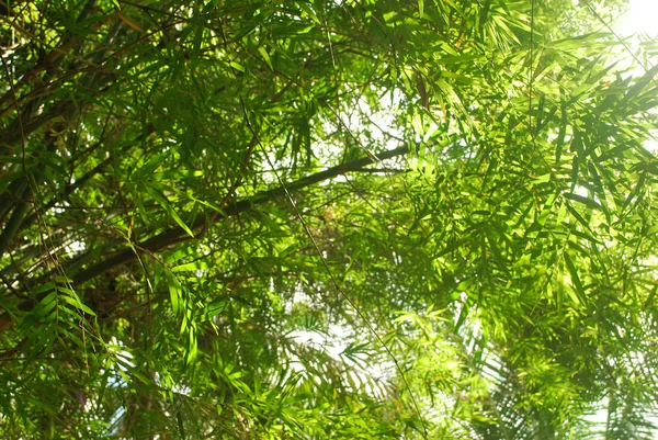 Tajski Bambusowy Gaj Kariera Rolnika — Zdjęcie stockowe