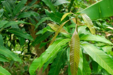 Solucan yiyen mango yaprakları. Mango yaprakları için ilaç.