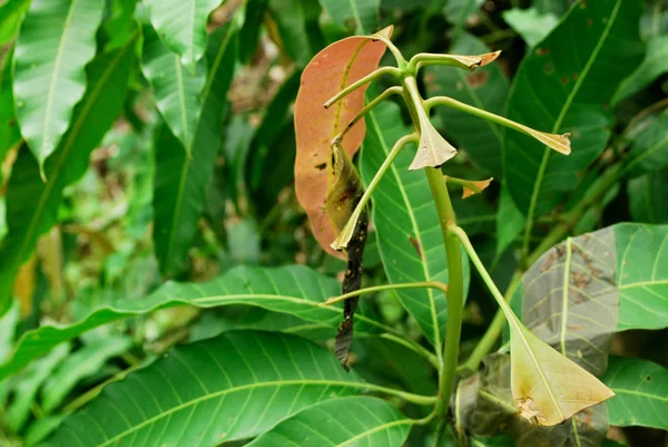 Worm eating mango leaves. Medication for mango leaves.