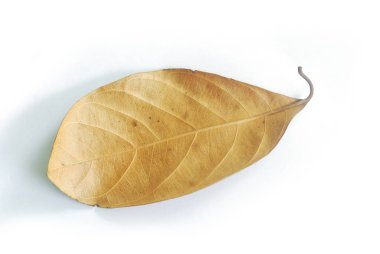 Beyaz arka planda kuru yapraklar. (Kırpma Yolu ile).