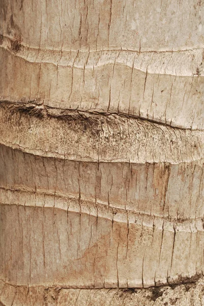 Kokos Träd Mönster Bakgrund — Stockfoto