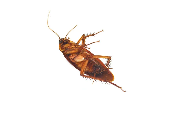 Dark Brown Cockroaches Die White Background — Stock Photo, Image