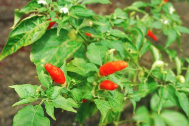 Capsicum frutescens L. Chilli Pepper.Chili anti-oksidanlar vardır, yaşlanmayı yavaşlatın yardımcı olur. Kırpma Yolu ile