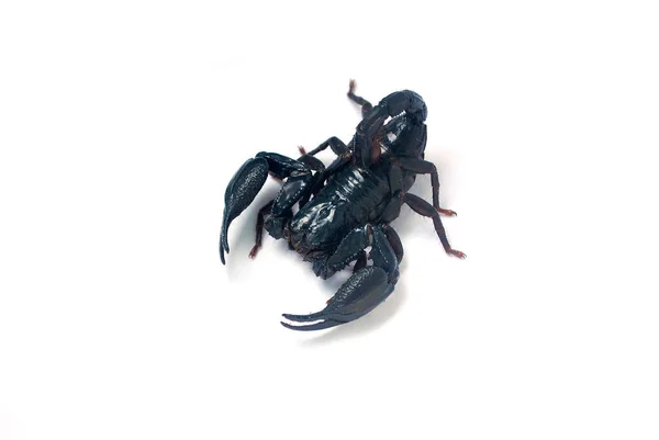 Ein Großer Schwarzer Skorpion Auf Weißem Hintergrund — Stockfoto