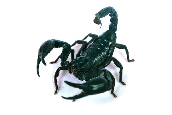 Large Black Scorpion White Background — Stock Photo, Image