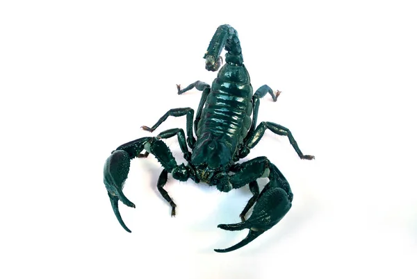 Large Black Scorpion White Background — Stock Photo, Image