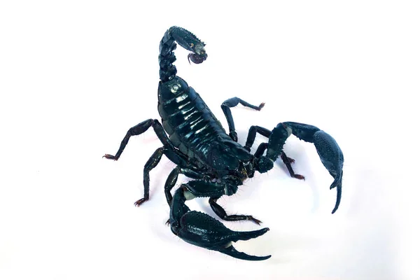 Duży Czarny Skorpion Białym Tle — Zdjęcie stockowe