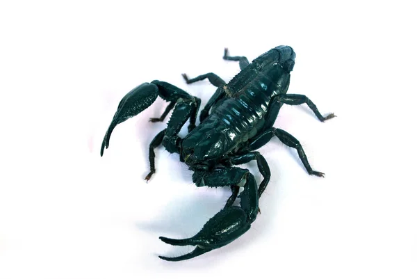 一只白色背景上的大黑蝎子 — 图库照片