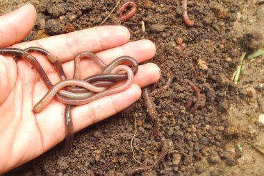 Toprağı beslemek için tarım için solucan gübresi..