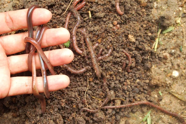 Regenwurmdünger Für Die Landwirtschaft Den Boden Nähren — Stockfoto