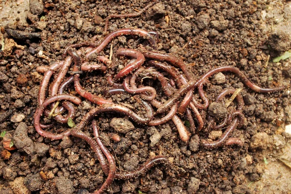 Engrais Vers Terre Pour Agriculture Afin Nourrir Sol — Photo