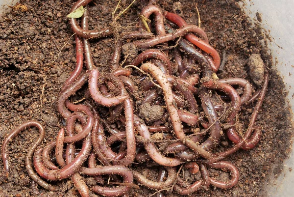 Regenwurmdünger Für Die Landwirtschaft Den Boden Nähren — Stockfoto