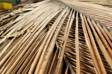 Hindistan cevizi korusunun yolunu nasıl seçeceğimi. Hindistan cevizi ağacı nasıl kesilir?.