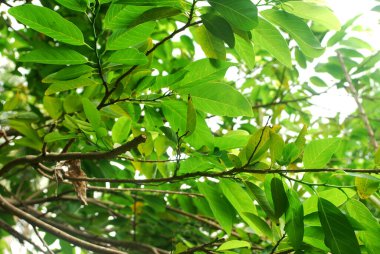 Taze muhallebi elması böcek kovucu olarak kullanılıyor..;