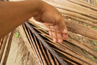 Hindistan cevizi korusunun yolunu nasıl seçeceğimi. Hindistan cevizi ağacı nasıl kesilir?.